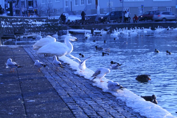 4nuitsREYKJAVIKjourney2PINGEYRI 016