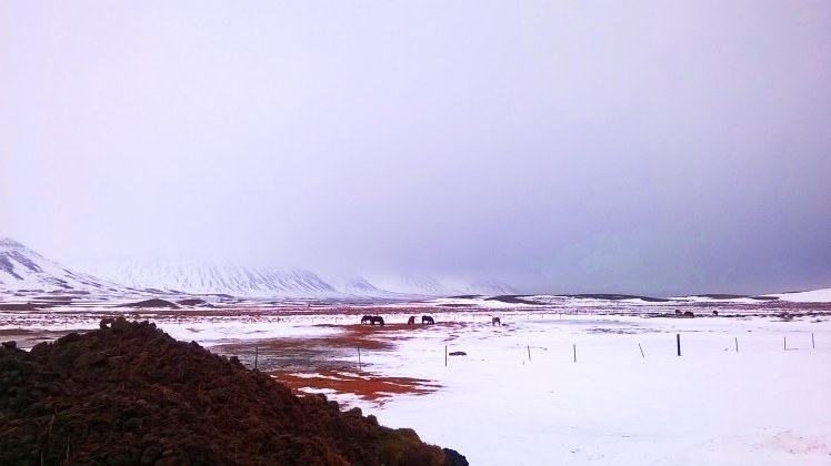 WP_20150122_14_20_35_Pro